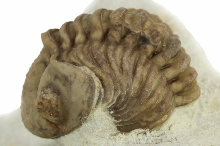 Enrolled Kainops Trilobite - Black Cat Mountain, Oklahoma #241426